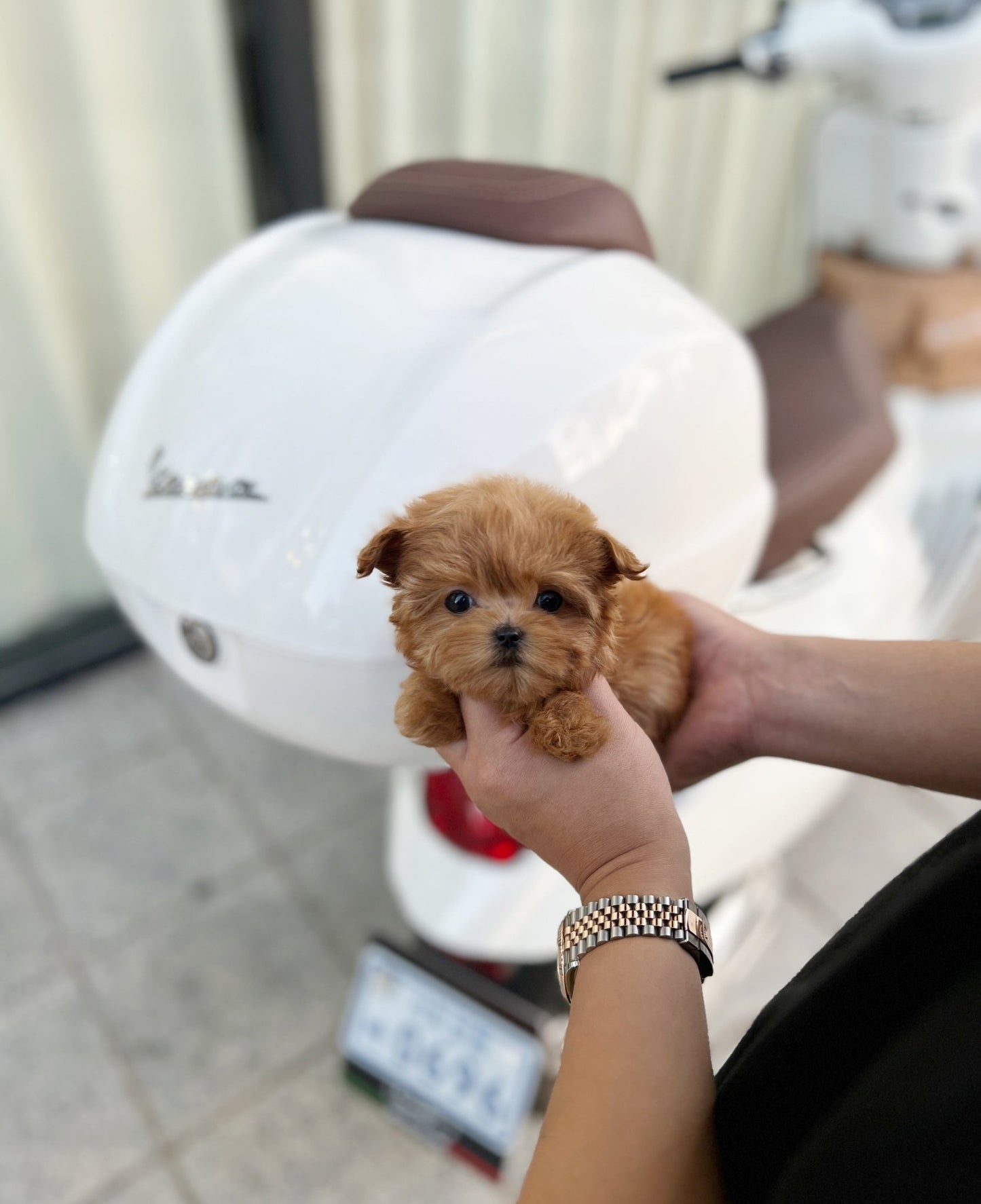 Maltipoo - Sarah(Female) - Beautiful puppy teacup puppy with adorable features available for adoption from Velydog