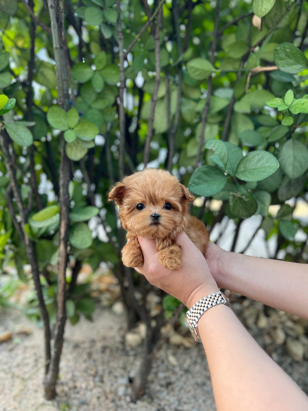 Maltipoo - Sarah(Female) - Beautiful puppy teacup puppy with adorable features available for adoption from Velydog