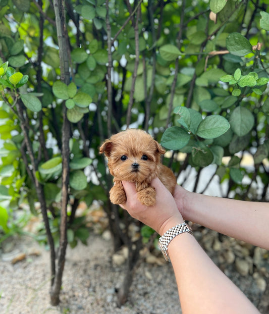 Maltipoo - Sarah(Female) - Beautiful puppy teacup puppy with adorable features available for adoption from Velydog