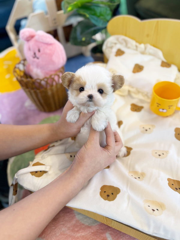 Maltipoo - Say(Female) - Beautiful puppy teacup puppy with adorable features available for adoption from Velydog