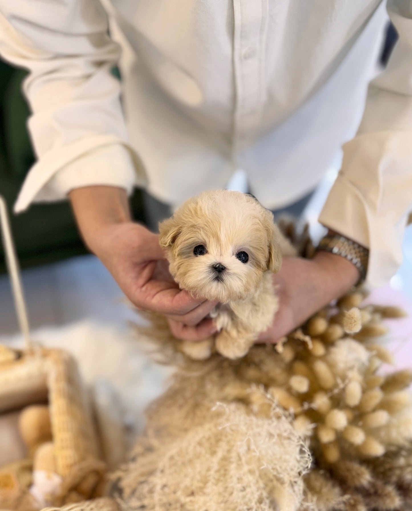 Maltipoo - Scarlett(Female) - Beautiful puppy teacup puppy with adorable features available for adoption from Velydog