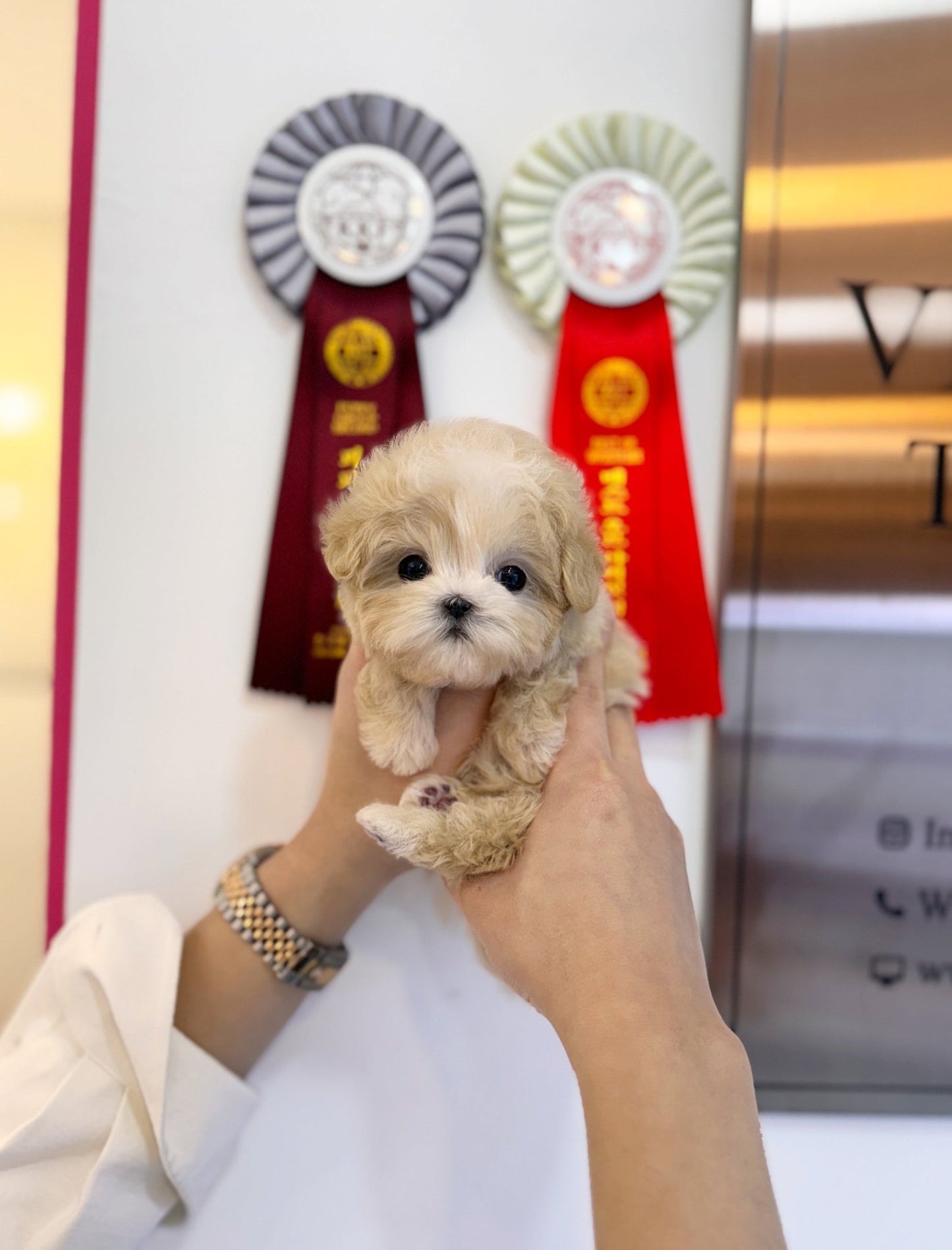 Maltipoo - Scarlett(Female) - Beautiful puppy teacup puppy with adorable features available for adoption from Velydog