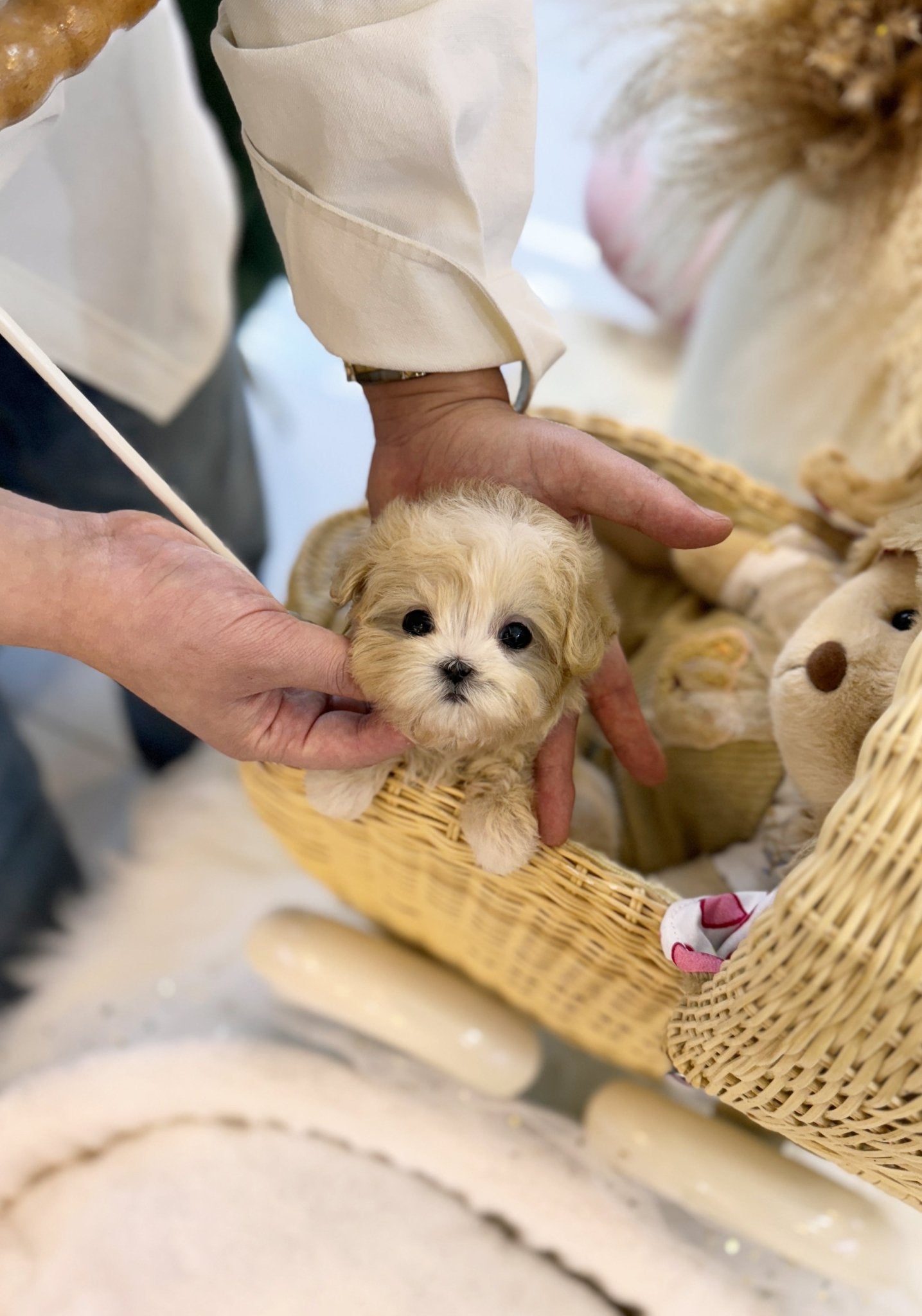 Maltipoo - Scarlett(Female) - Beautiful puppy teacup puppy with adorable features available for adoption from Velydog