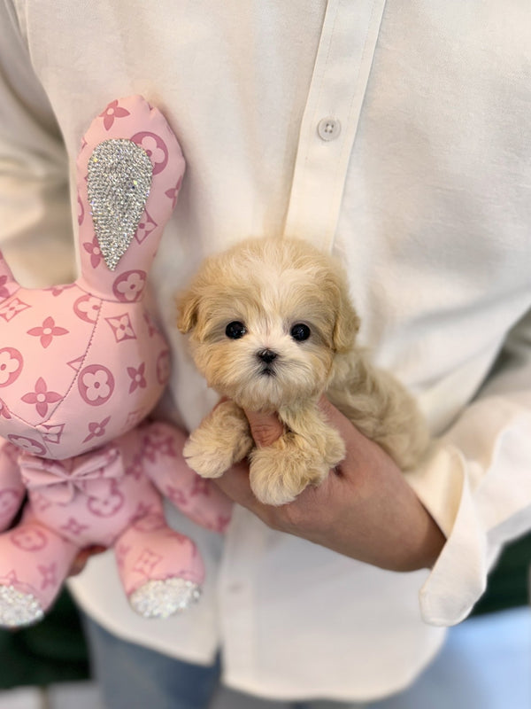 Maltipoo - Scarlett(Female) - Beautiful puppy teacup puppy with adorable features available for adoption from Velydog
