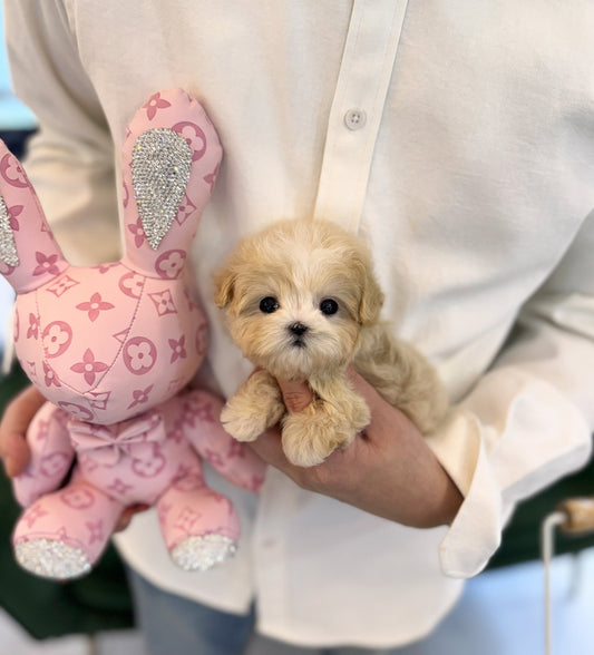 Maltipoo - Scarlett(Female) - Beautiful puppy teacup puppy with adorable features available for adoption from Velydog