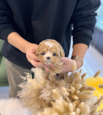 Maltipoo - Scottie(Female) - Beautiful puppy teacup puppy with adorable features available for adoption from Velydog