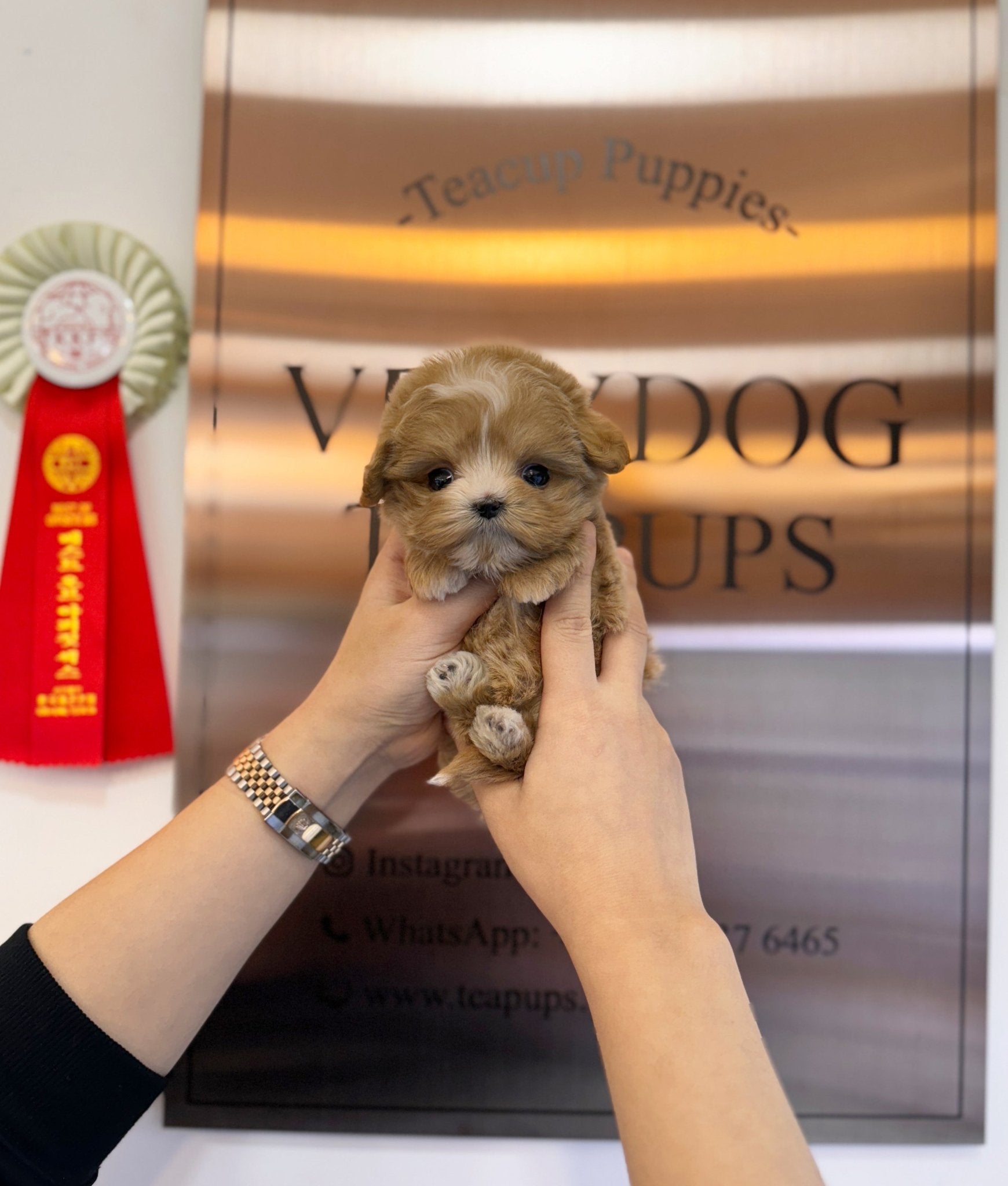 Maltipoo - Scottie(Female) - Beautiful puppy teacup puppy with adorable features available for adoption from Velydog