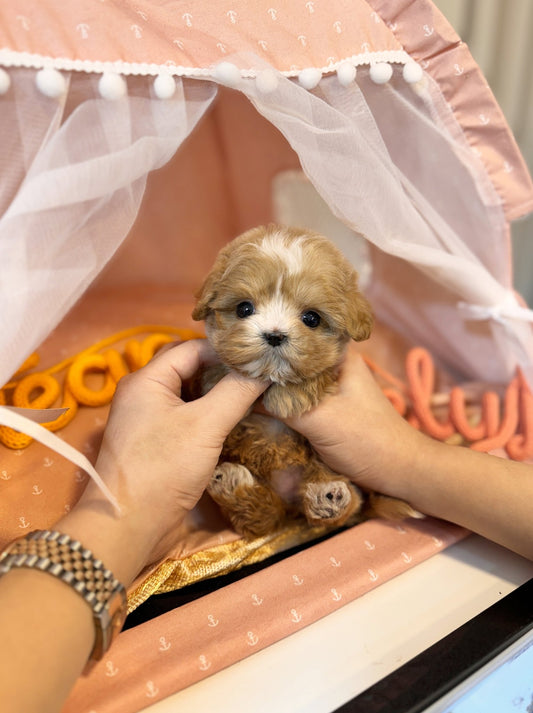 Maltipoo - Scottie(Female) - Beautiful puppy teacup puppy with adorable features available for adoption from Velydog