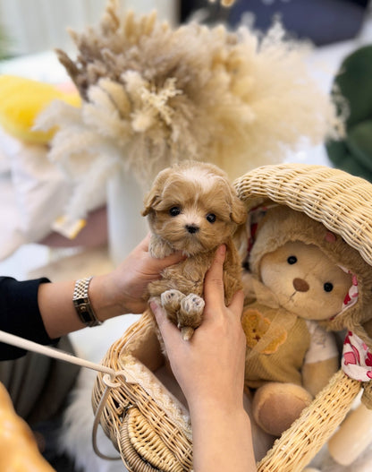 Maltipoo - Scottie(Female) - Beautiful puppy teacup puppy with adorable features available for adoption from Velydog