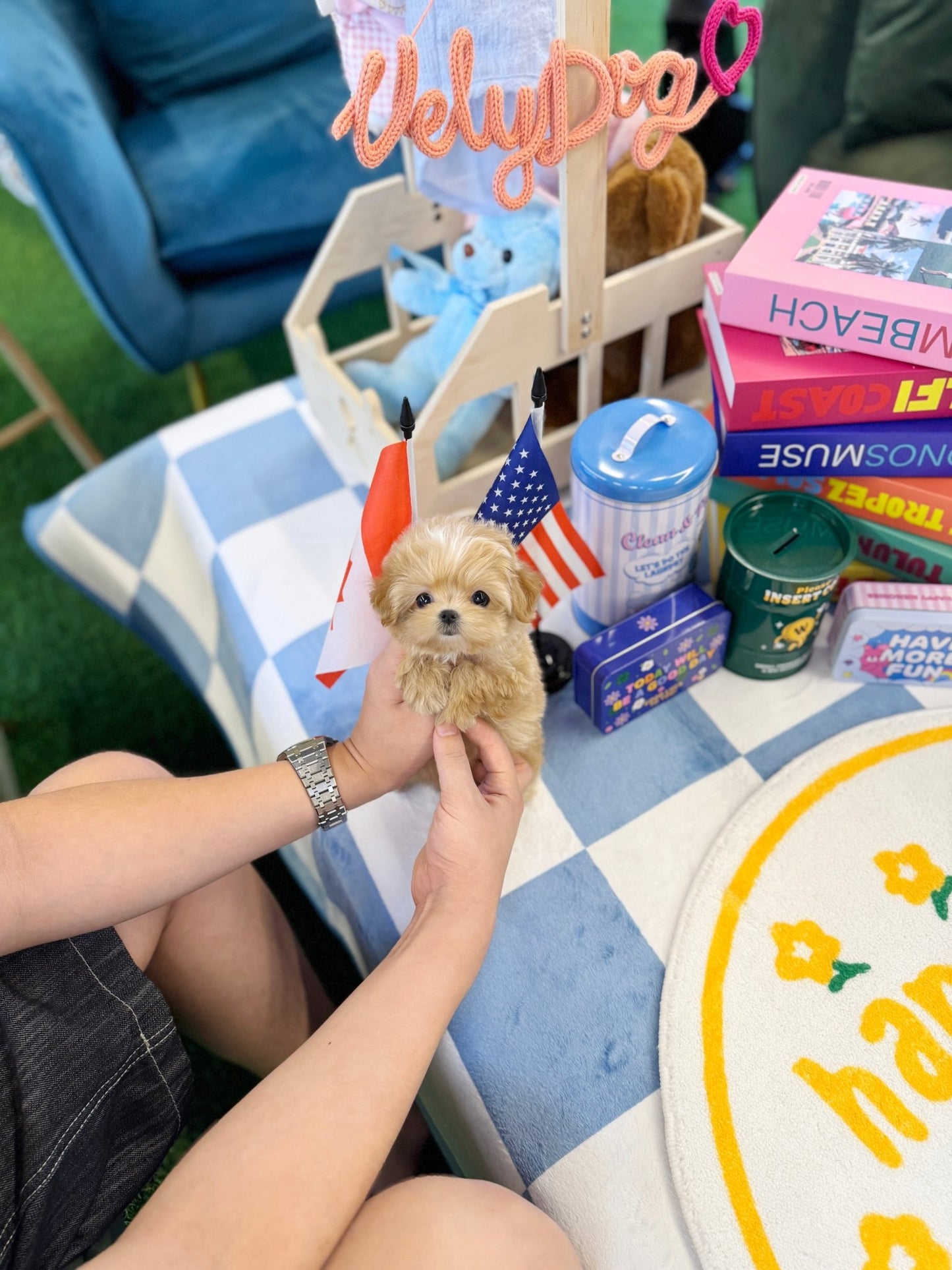 Maltipoo - Seed(Female) - Beautiful puppy teacup puppy with adorable features available for adoption from Velydog