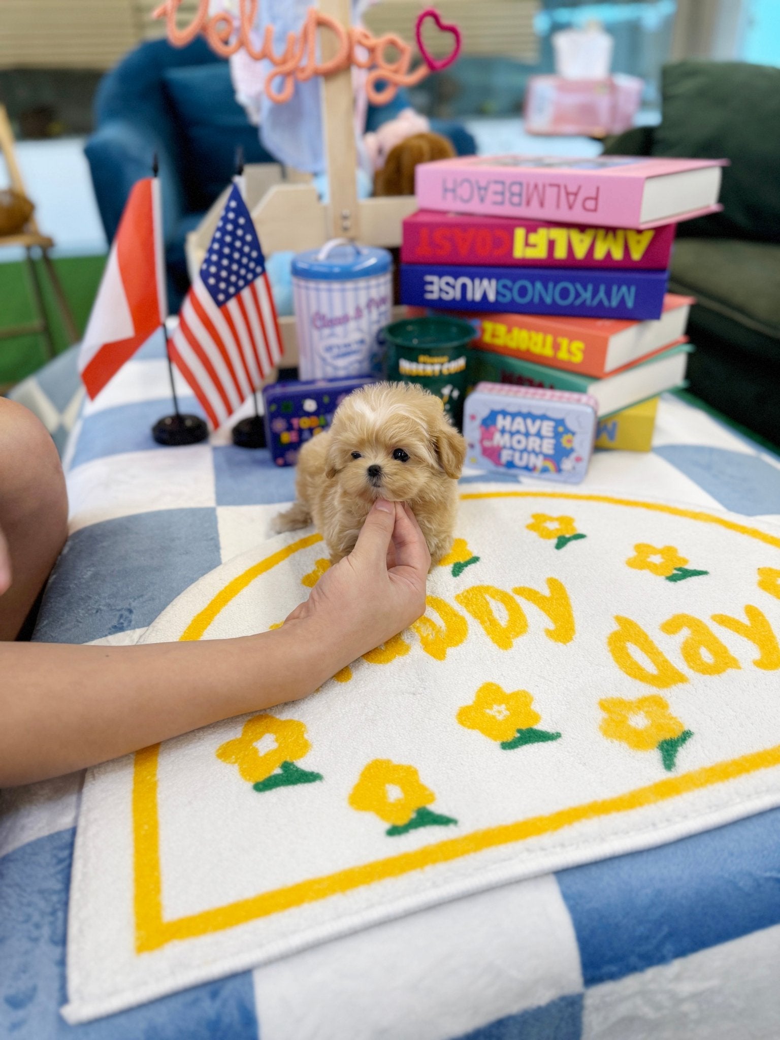Maltipoo - Seed(Female) - Beautiful puppy teacup puppy with adorable features available for adoption from Velydog