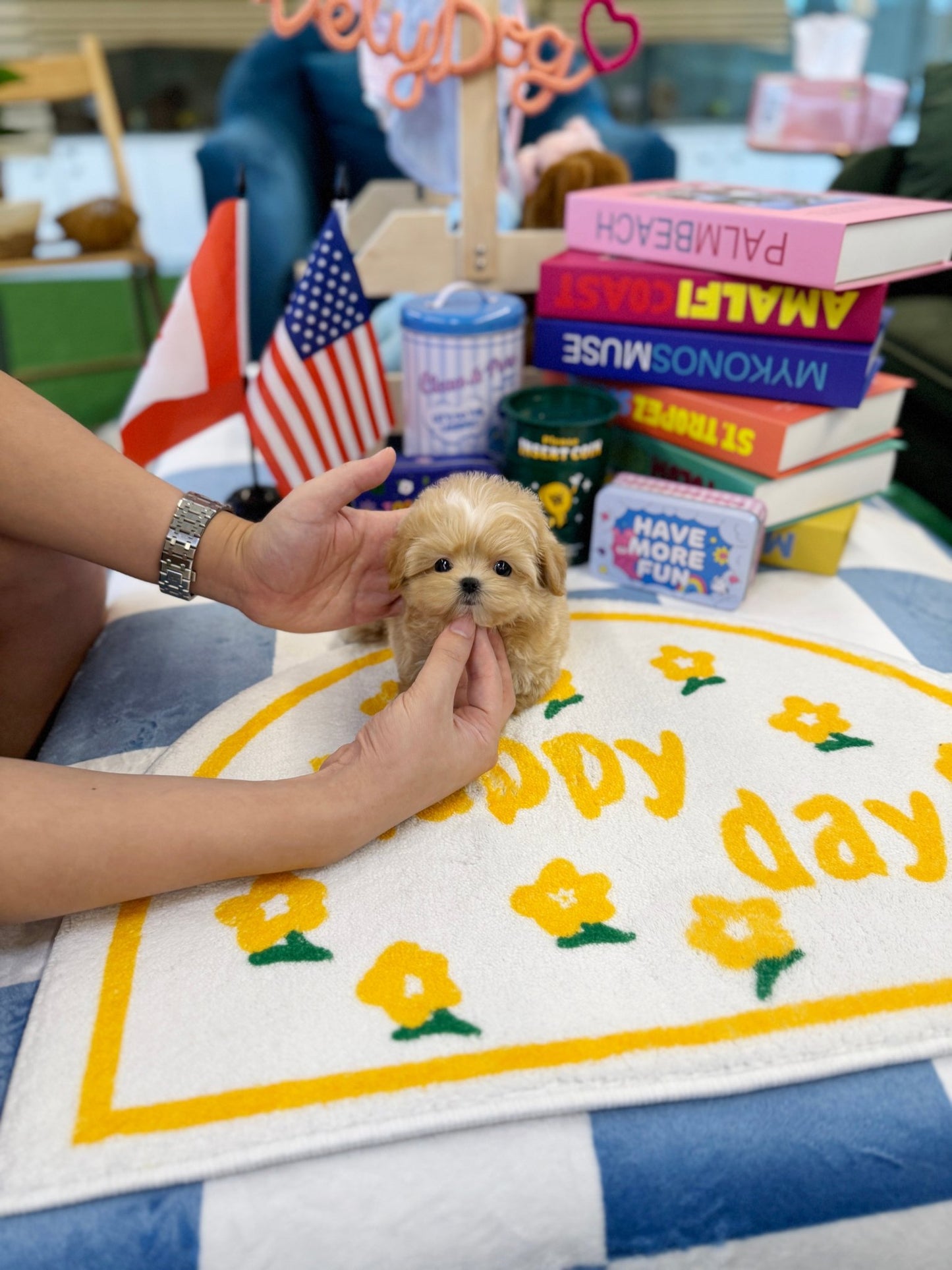 Maltipoo - Seed(Female) - Beautiful puppy teacup puppy with adorable features available for adoption from Velydog