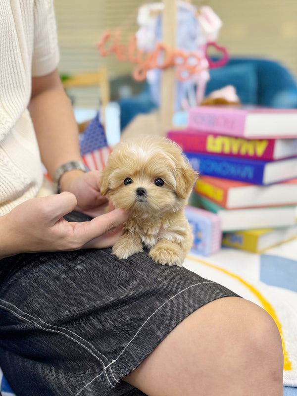 Maltipoo - Seed(Female) - Beautiful puppy teacup puppy with adorable features available for adoption from Velydog