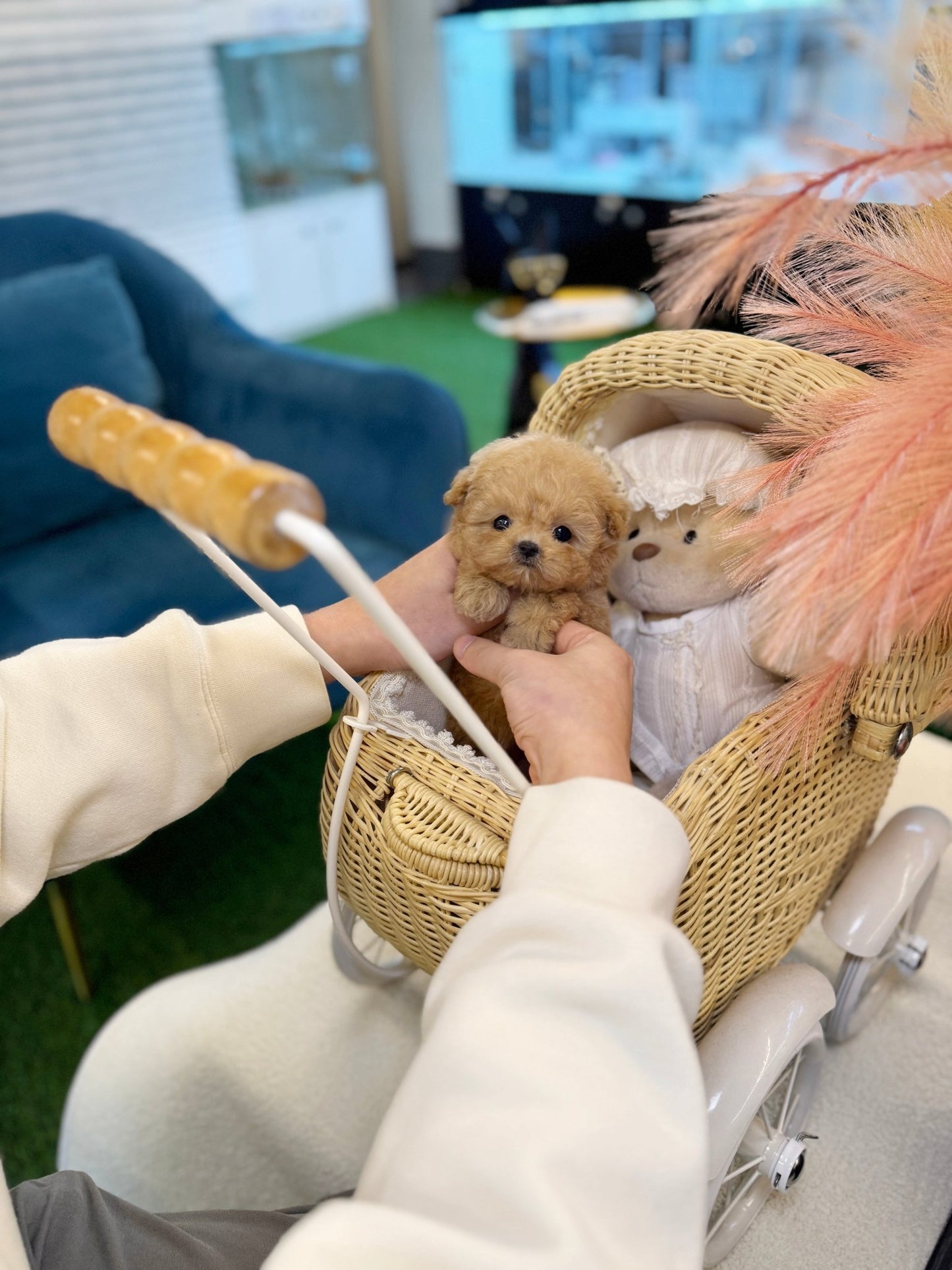 Maltipoo - Sena(Female) - Beautiful puppy teacup puppy with adorable features available for adoption from Velydog