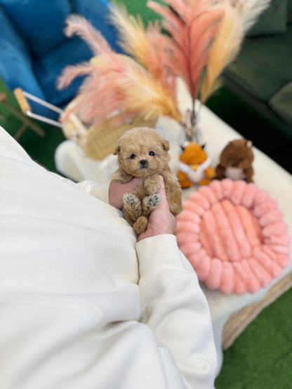 Maltipoo - Sena(Female) - Beautiful puppy teacup puppy with adorable features available for adoption from Velydog
