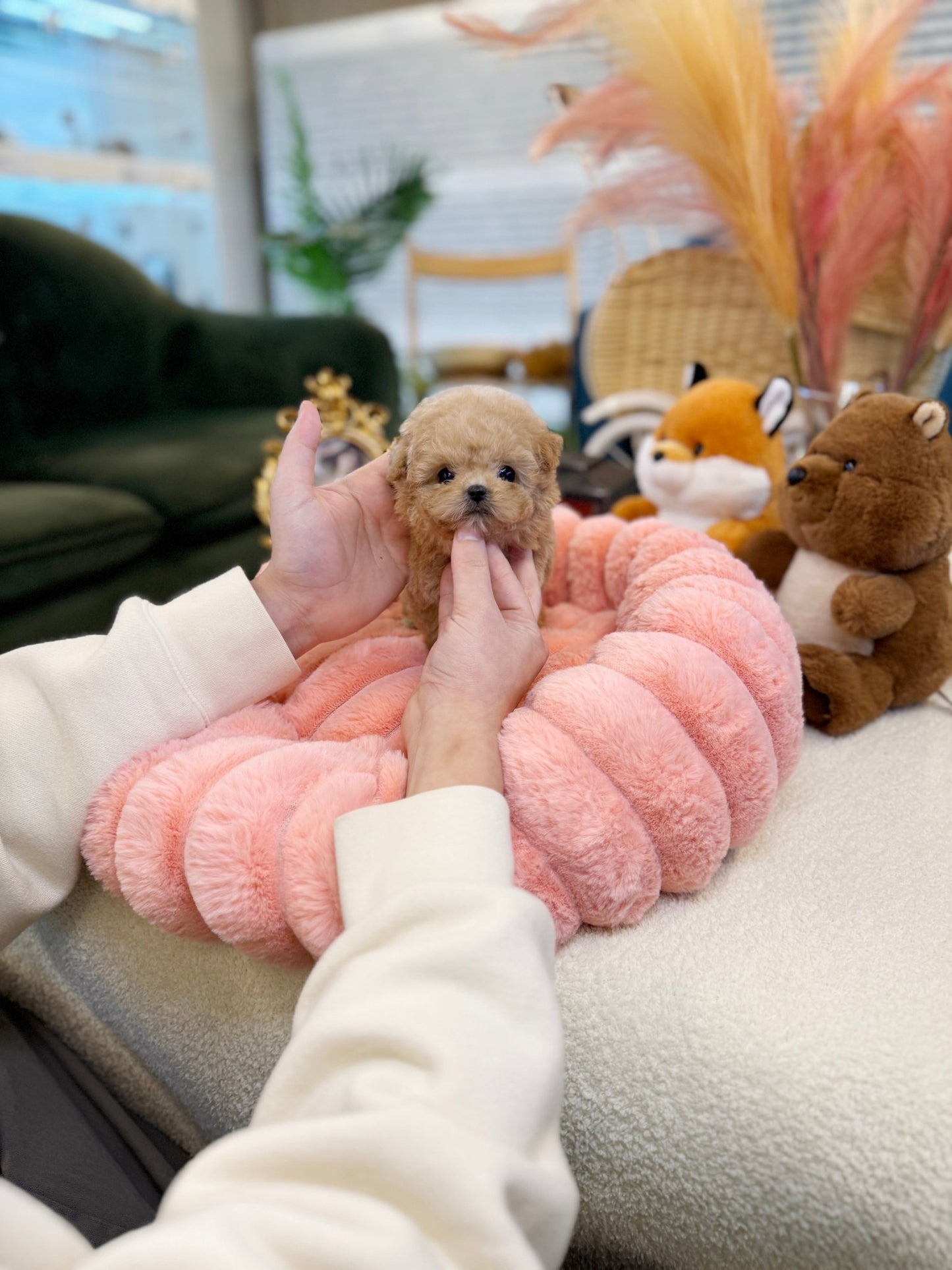 Maltipoo - Sena(Female) - Beautiful puppy teacup puppy with adorable features available for adoption from Velydog