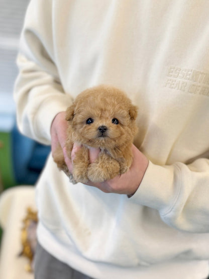 Maltipoo - Sena(Female) - Beautiful puppy teacup puppy with adorable features available for adoption from Velydog