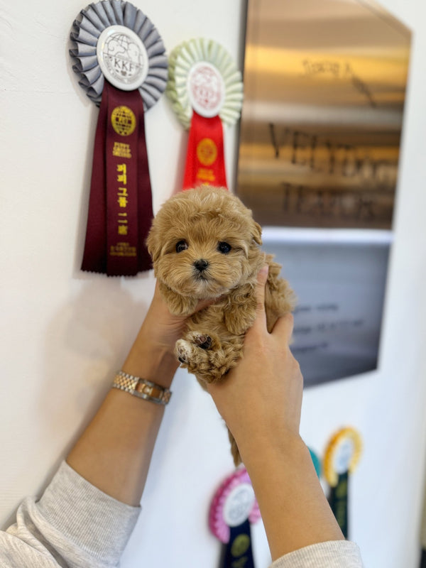 Maltipoo - Sherbet(Female) - Beautiful puppy teacup puppy with adorable features available for adoption from Velydog