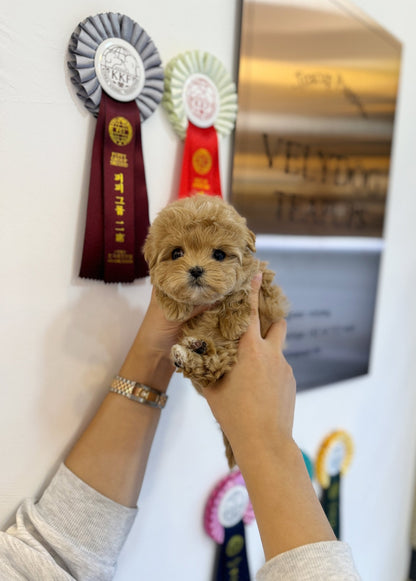 Maltipoo - Sherbet(Female) - Beautiful puppy teacup puppy with adorable features available for adoption from Velydog