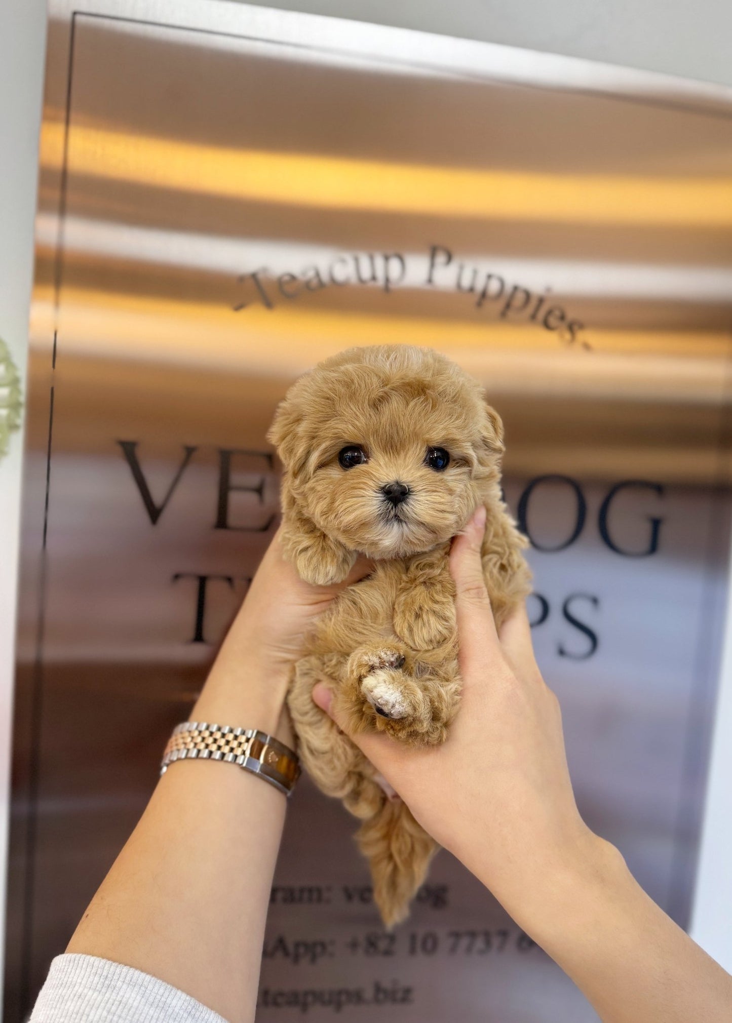 Maltipoo - Sherbet(Female) - Beautiful puppy teacup puppy with adorable features available for adoption from Velydog