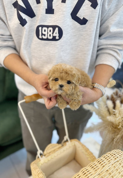 Maltipoo - Sherbet(Female) - Beautiful puppy teacup puppy with adorable features available for adoption from Velydog