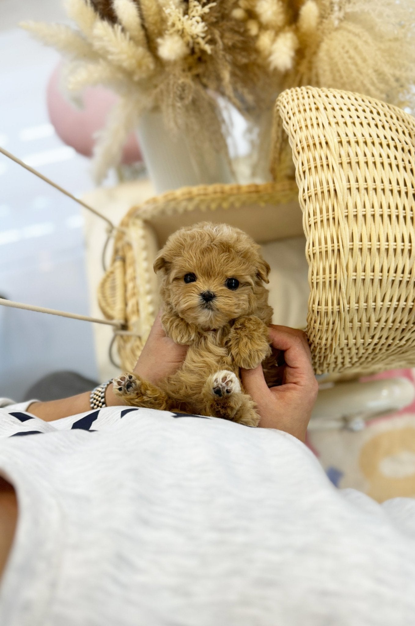 Maltipoo - Sherbet(Female) - Beautiful puppy teacup puppy with adorable features available for adoption from Velydog