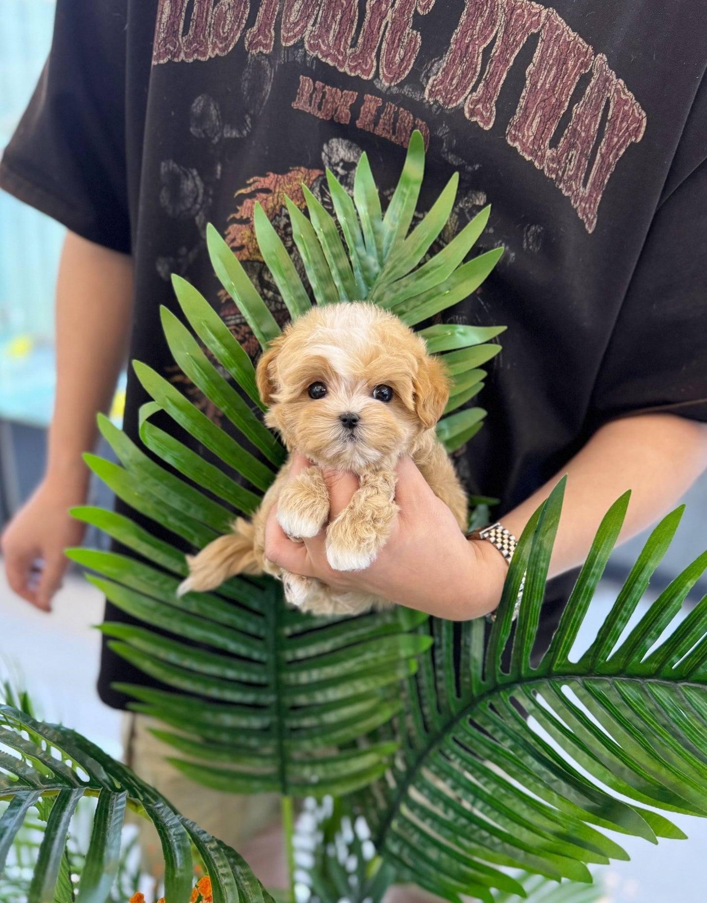 Maltipoo - Shuki(Female) - Beautiful puppy teacup puppy with adorable features available for adoption from Velydog