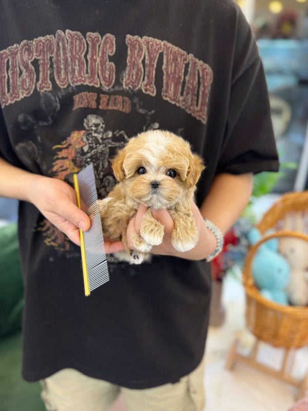 Maltipoo - Shuki(Female) - Beautiful puppy teacup puppy with adorable features available for adoption from Velydog