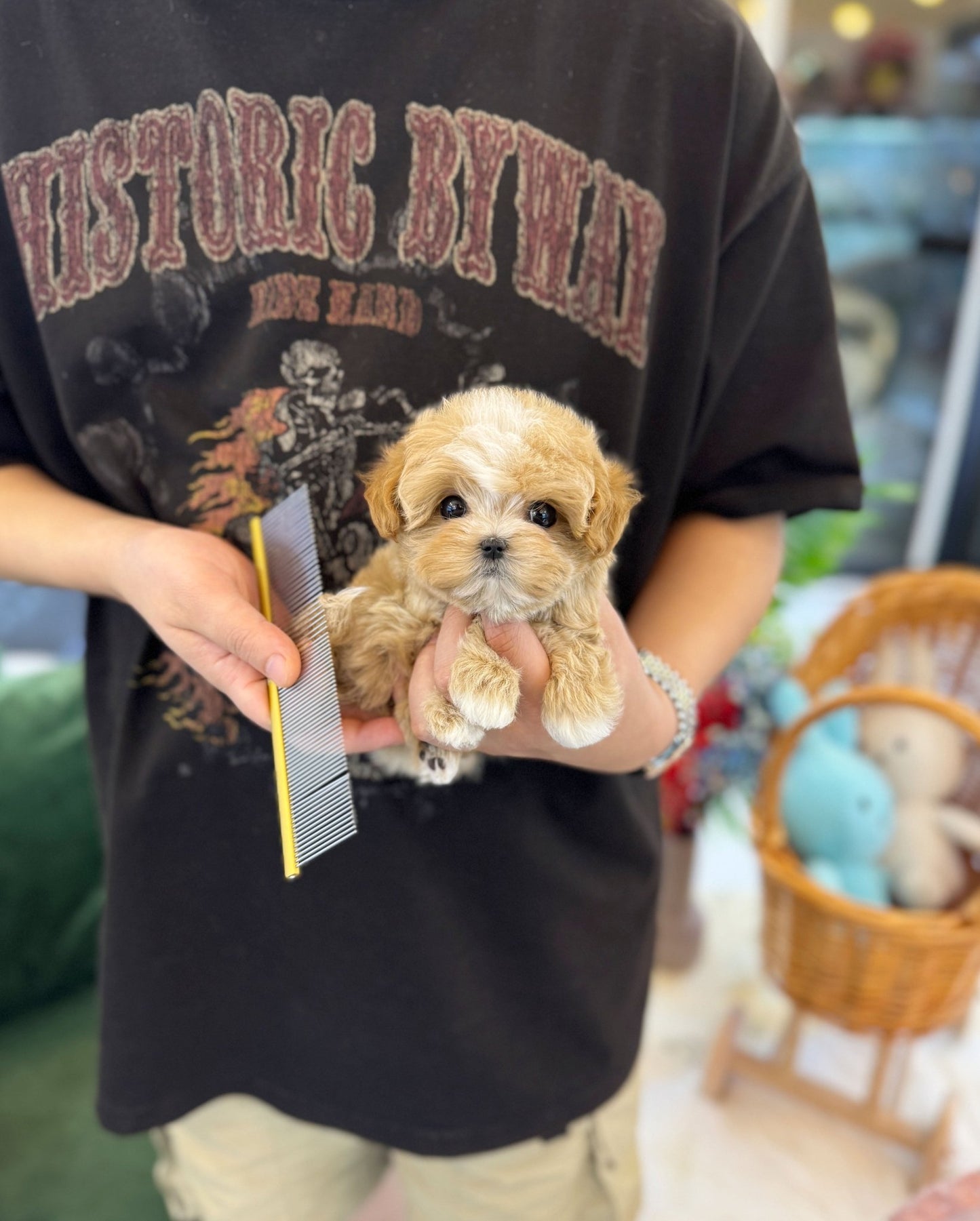 Maltipoo - Shuki(Female) - Beautiful puppy teacup puppy with adorable features available for adoption from Velydog