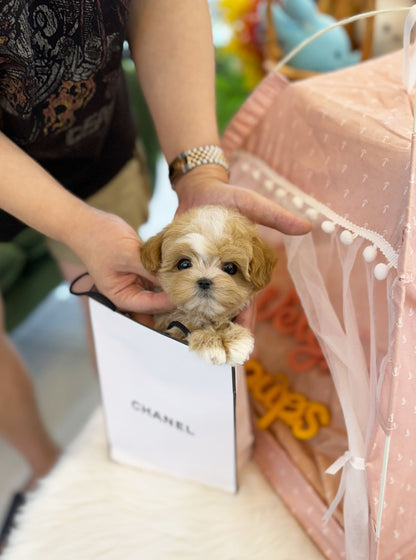 Maltipoo - Shuki(Female) - Beautiful puppy teacup puppy with adorable features available for adoption from Velydog