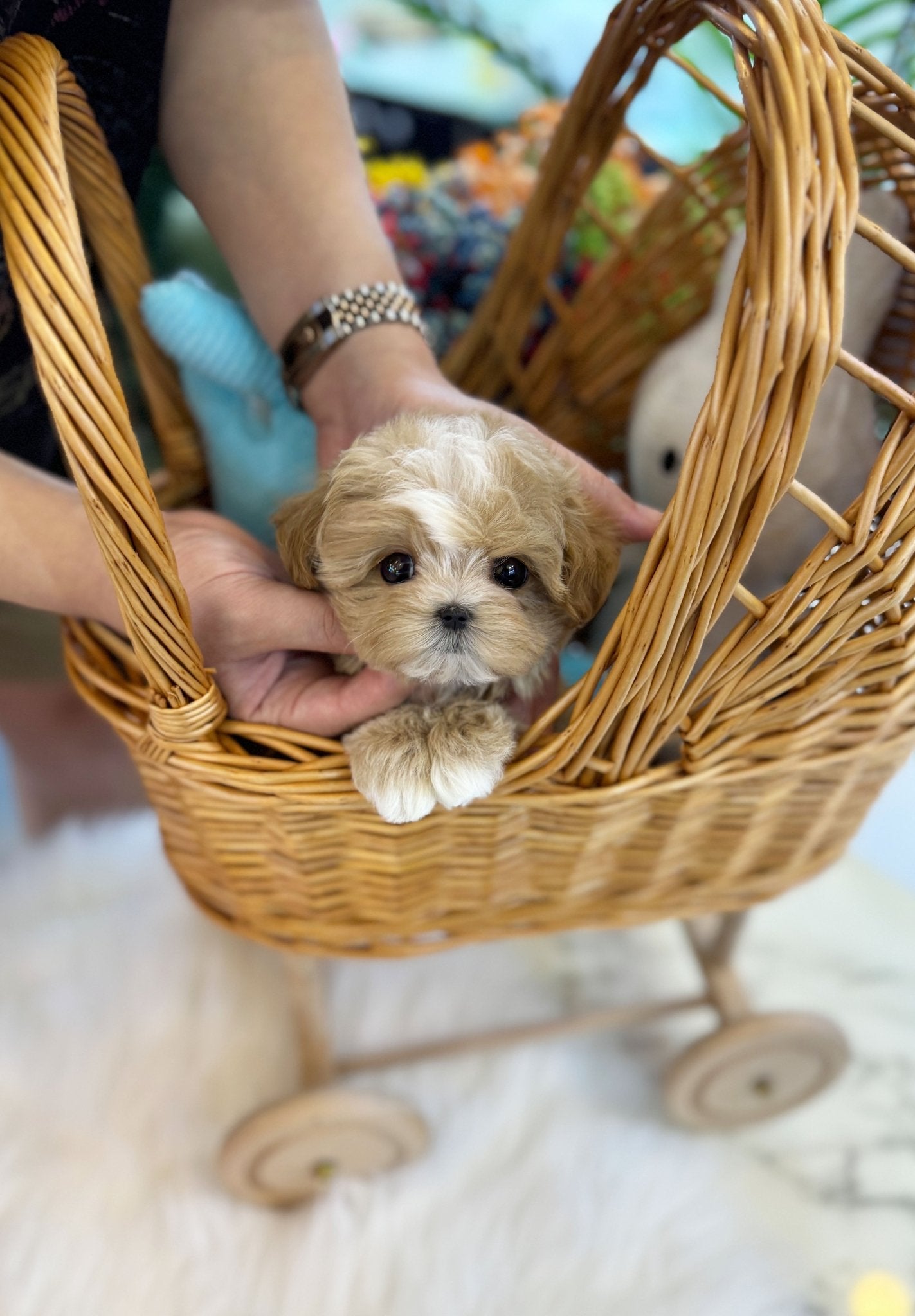 Maltipoo - Shuki(Female) - Beautiful puppy teacup puppy with adorable features available for adoption from Velydog