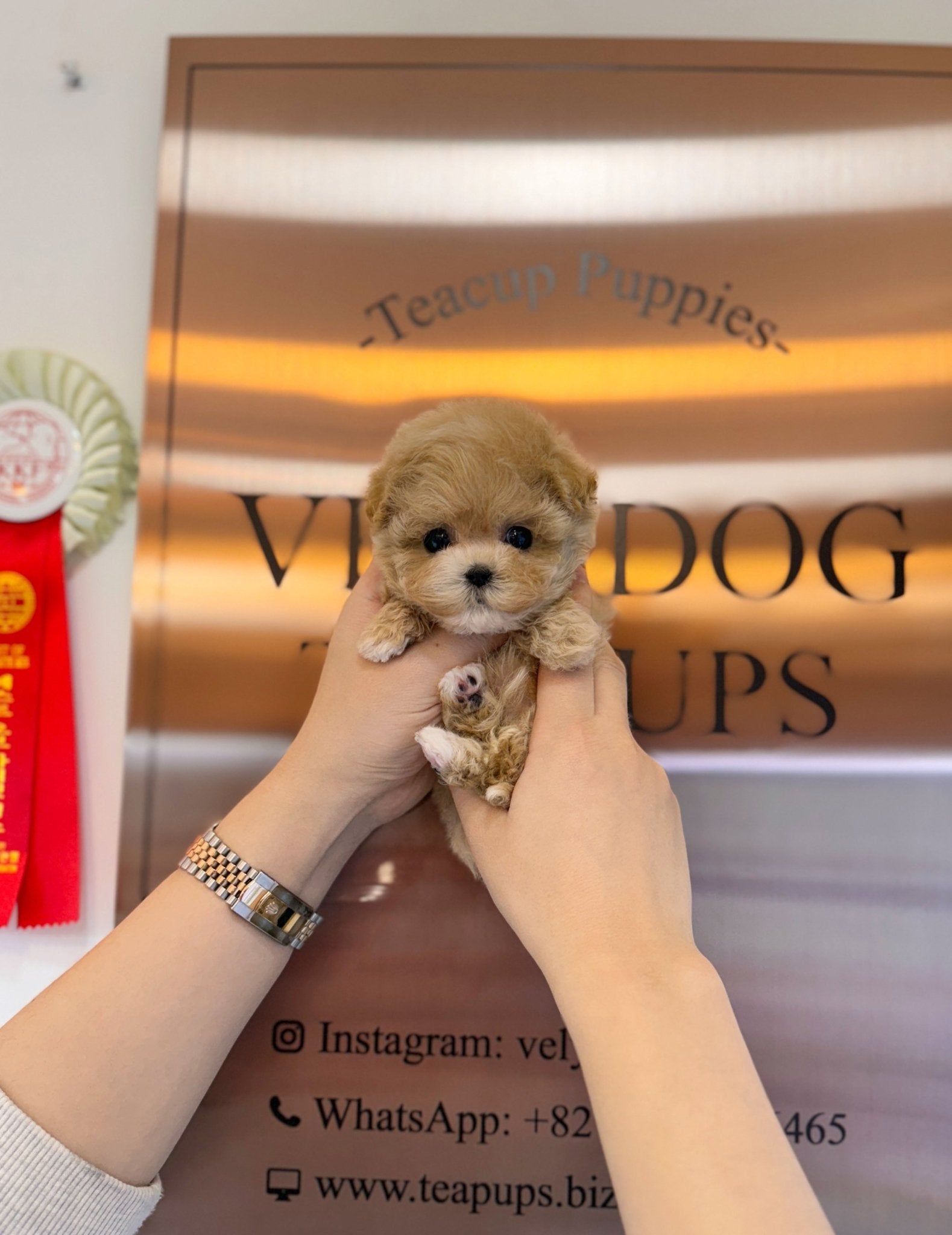 Maltipoo - Shushu(Female) - Beautiful puppy teacup puppy with adorable features available for adoption from Velydog