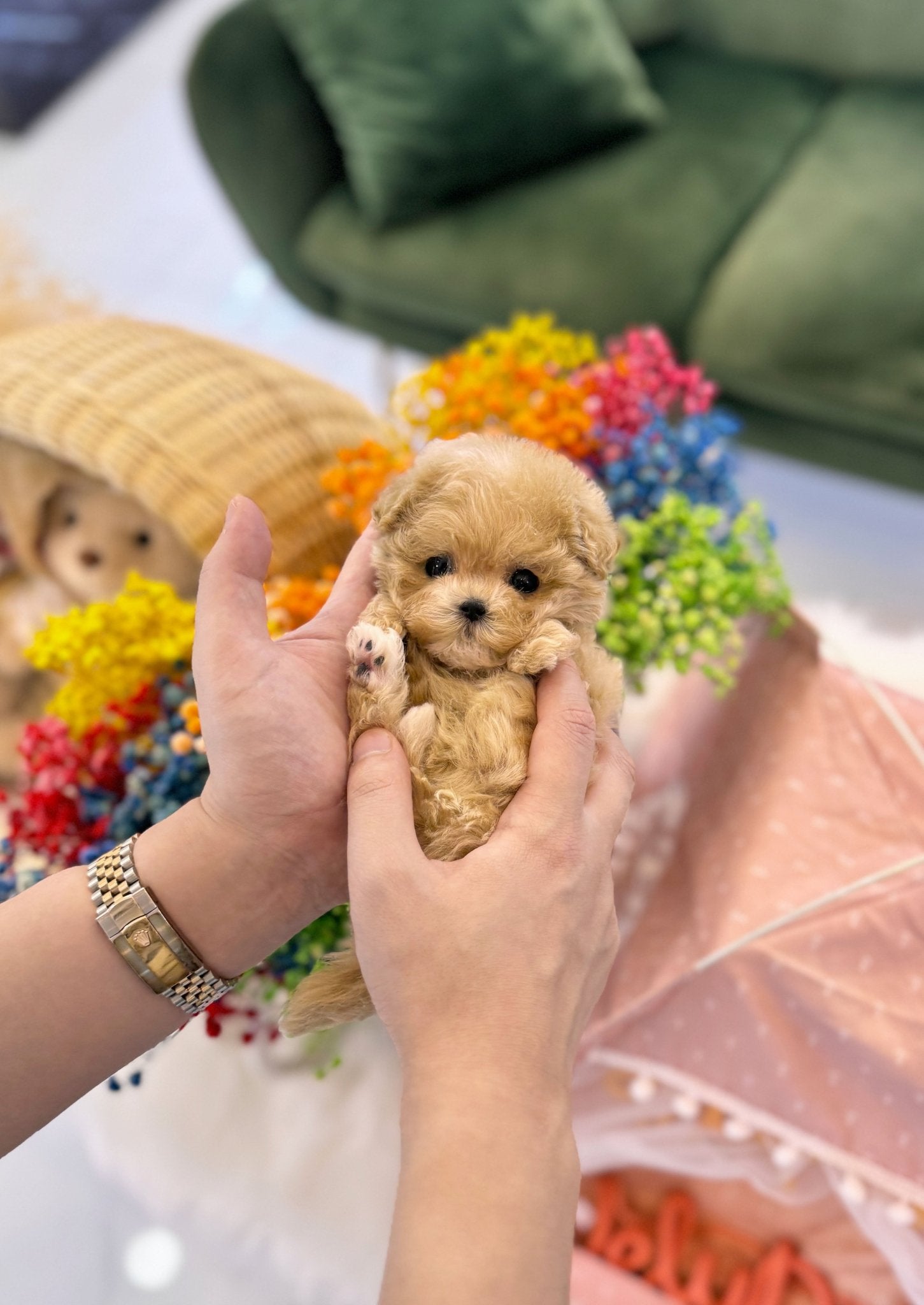 Maltipoo - Shushu(Female) - Beautiful puppy teacup puppy with adorable features available for adoption from Velydog