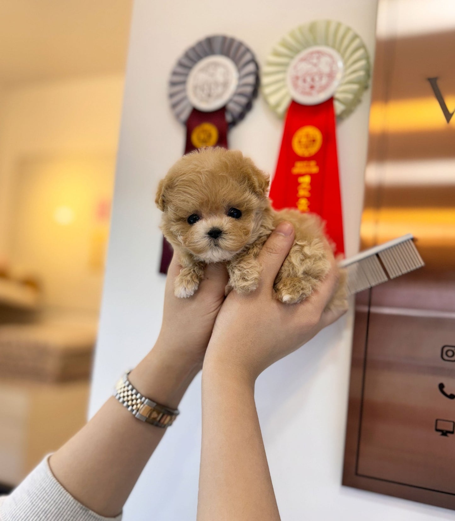 Maltipoo - Shushu(Female) - Beautiful puppy teacup puppy with adorable features available for adoption from Velydog