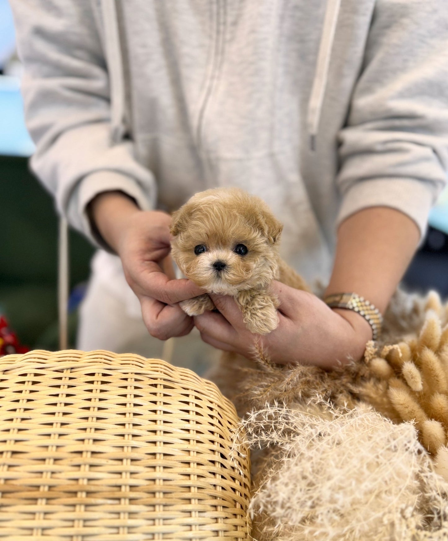 Maltipoo - Shushu(Female) - Beautiful puppy teacup puppy with adorable features available for adoption from Velydog