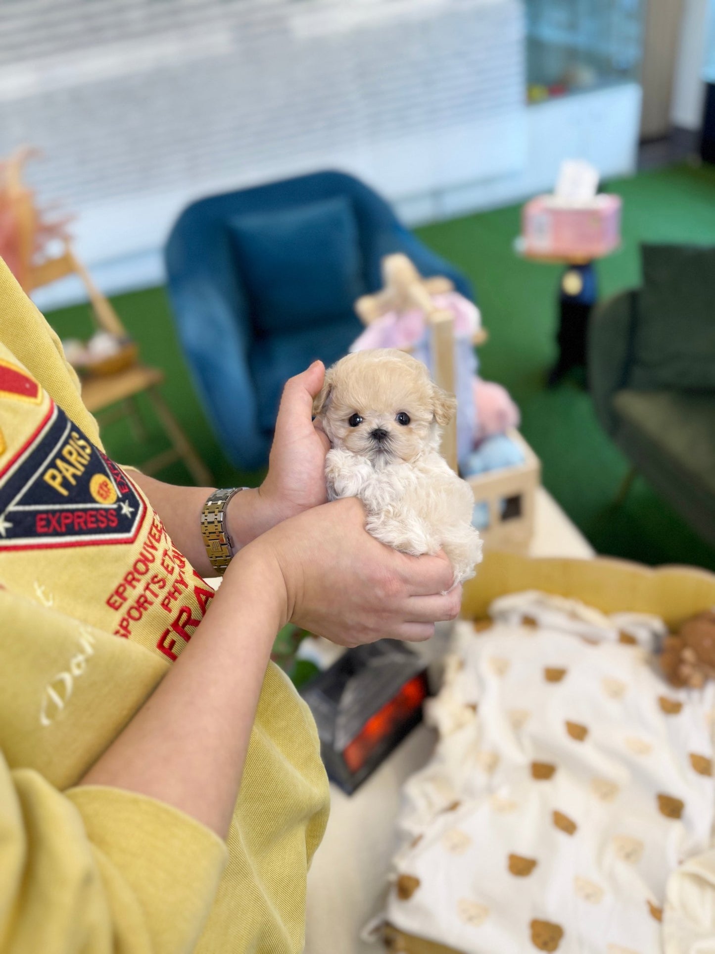 Maltipoo - Simba(Male) - Beautiful puppy teacup puppy with adorable features available for adoption from Velydog