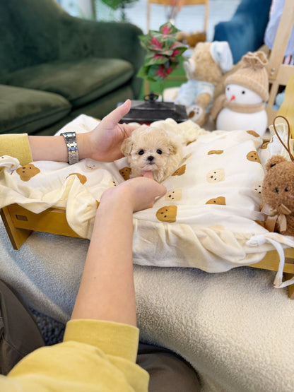 Maltipoo - Simba(Male) - Beautiful puppy teacup puppy with adorable features available for adoption from Velydog