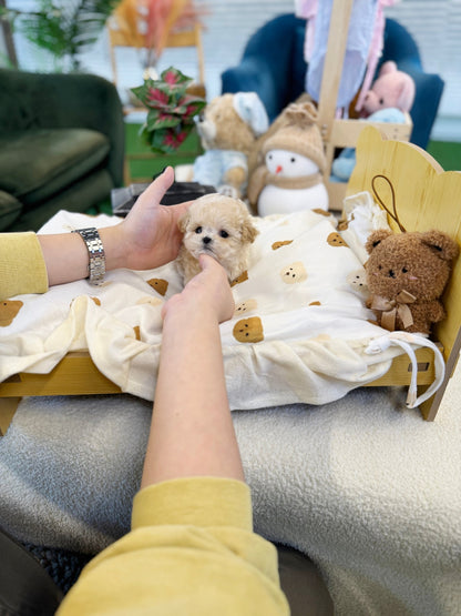 Maltipoo - Simba(Male) - Beautiful puppy teacup puppy with adorable features available for adoption from Velydog