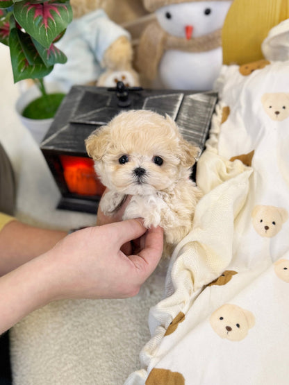 Maltipoo - Simba(Male) - Beautiful puppy teacup puppy with adorable features available for adoption from Velydog