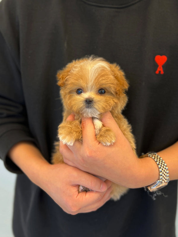 Maltipoo - Sindong - Beautiful puppy teacup puppy with adorable features available for adoption from Velydog