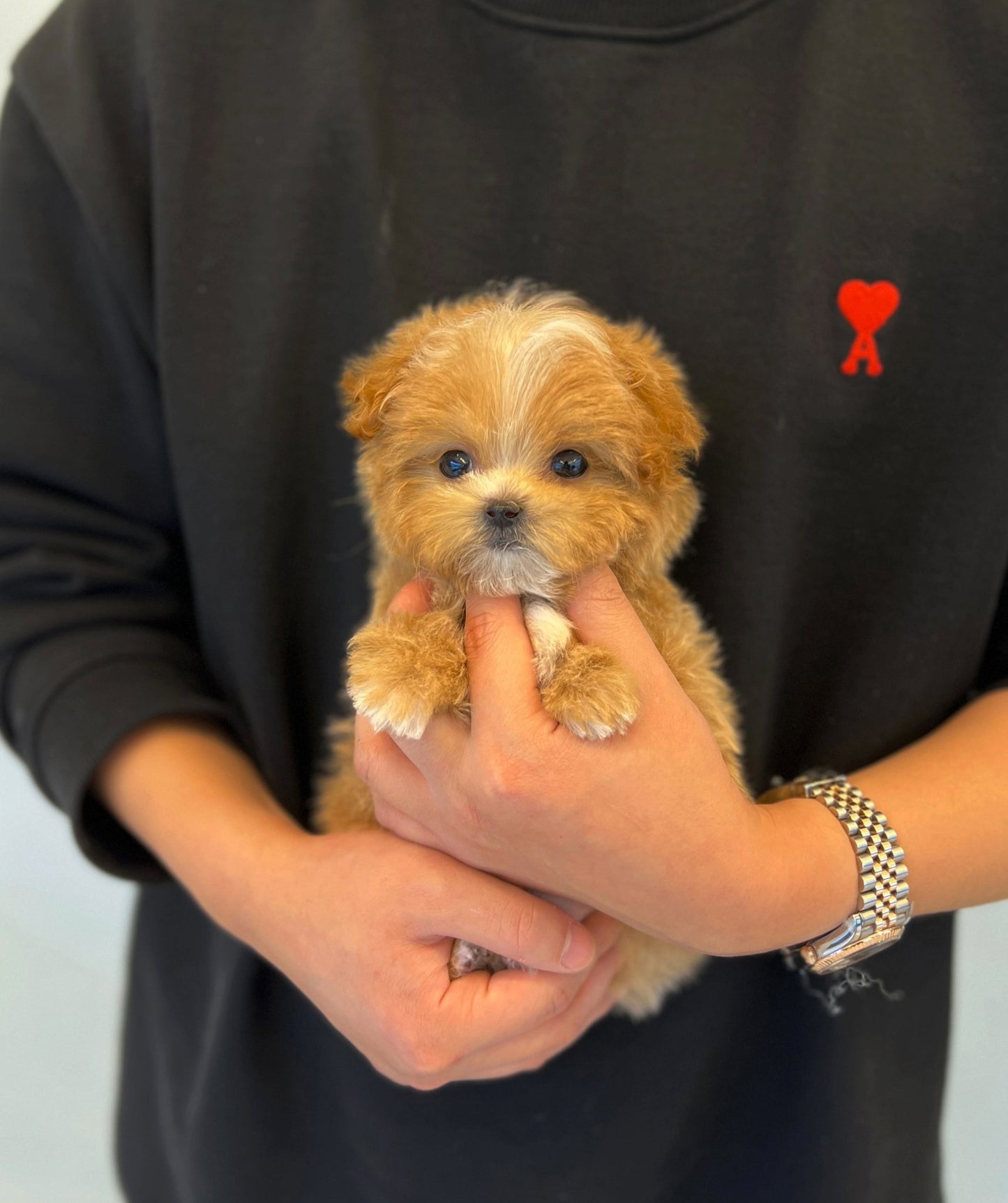 Maltipoo - Sindong - Beautiful puppy teacup puppy with adorable features available for adoption from Velydog