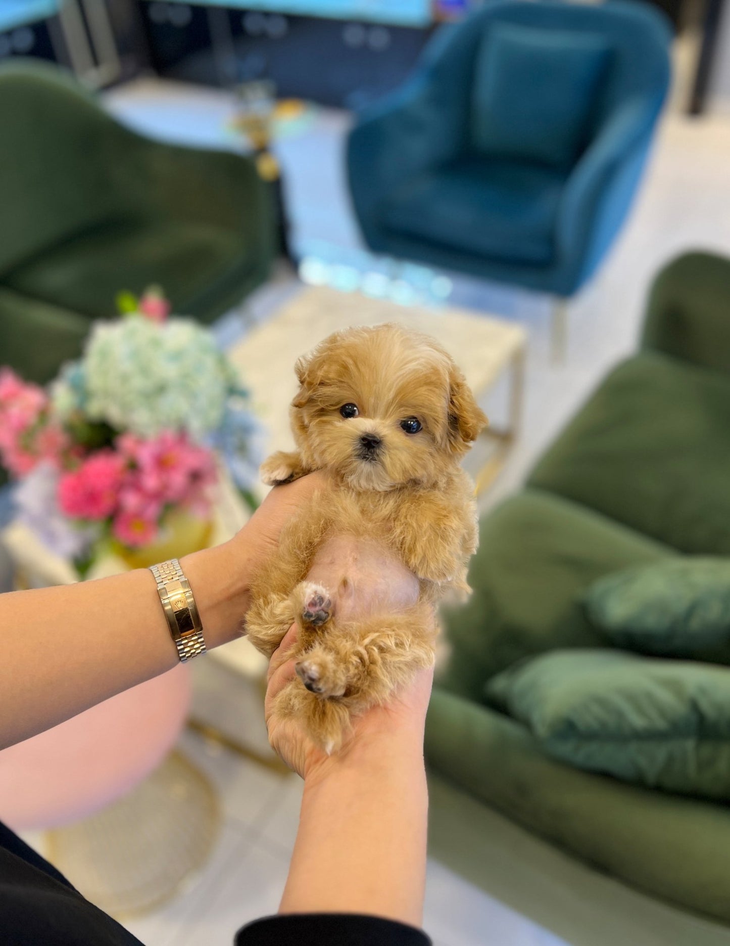 Maltipoo - Sindong - Beautiful puppy teacup puppy with adorable features available for adoption from Velydog