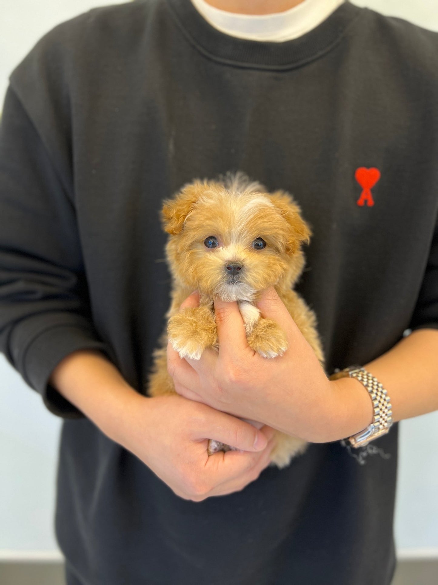 Maltipoo - Sindong - Beautiful puppy teacup puppy with adorable features available for adoption from Velydog