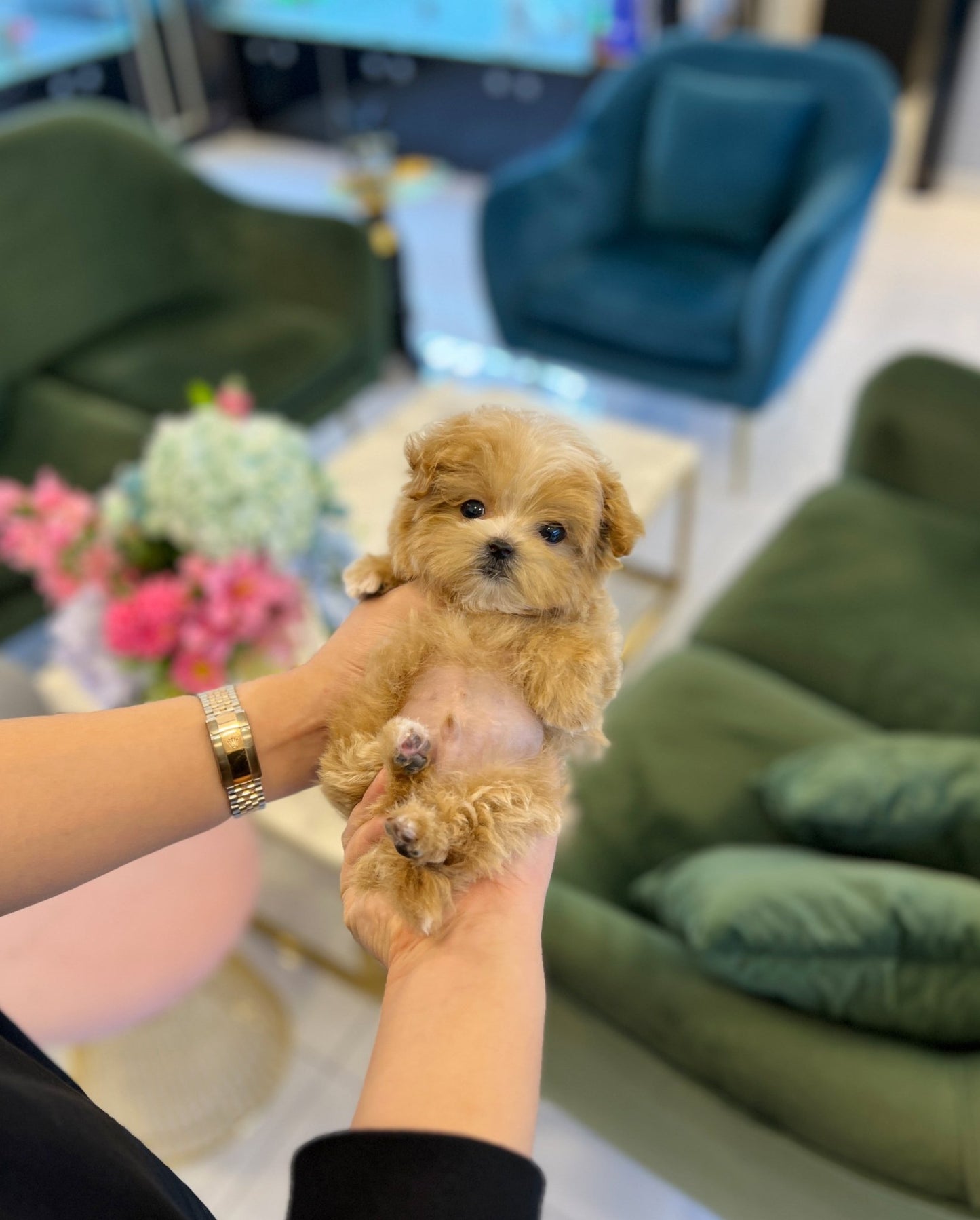 Maltipoo - Sindong - Beautiful puppy teacup puppy with adorable features available for adoption from Velydog