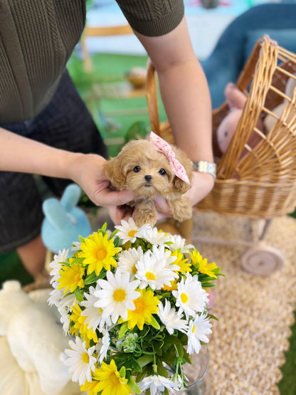 Maltipoo - Skye(Male) - Beautiful puppy teacup puppy with adorable features available for adoption from Velydog