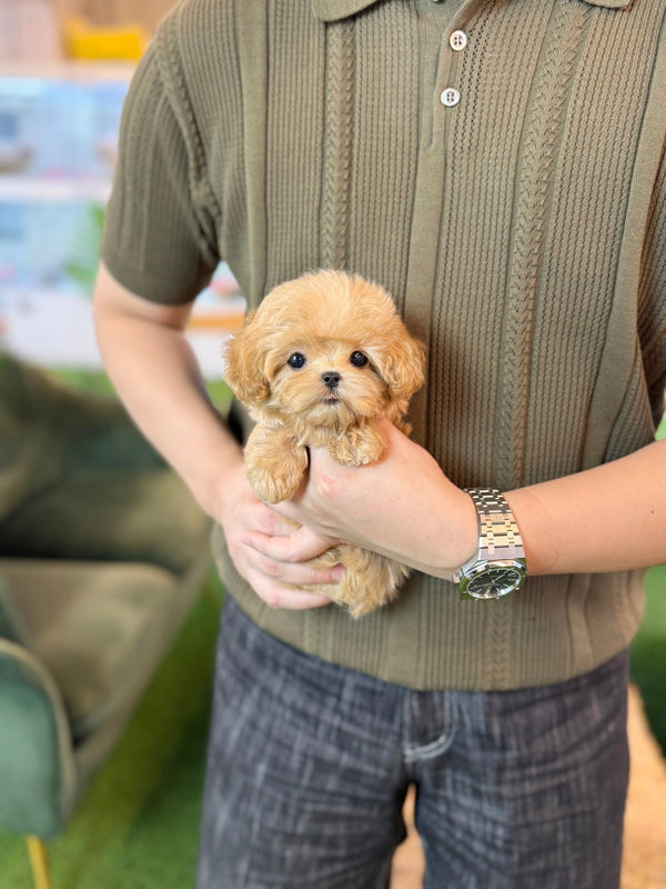 Maltipoo - Skye(Male) - Beautiful puppy teacup puppy with adorable features available for adoption from Velydog