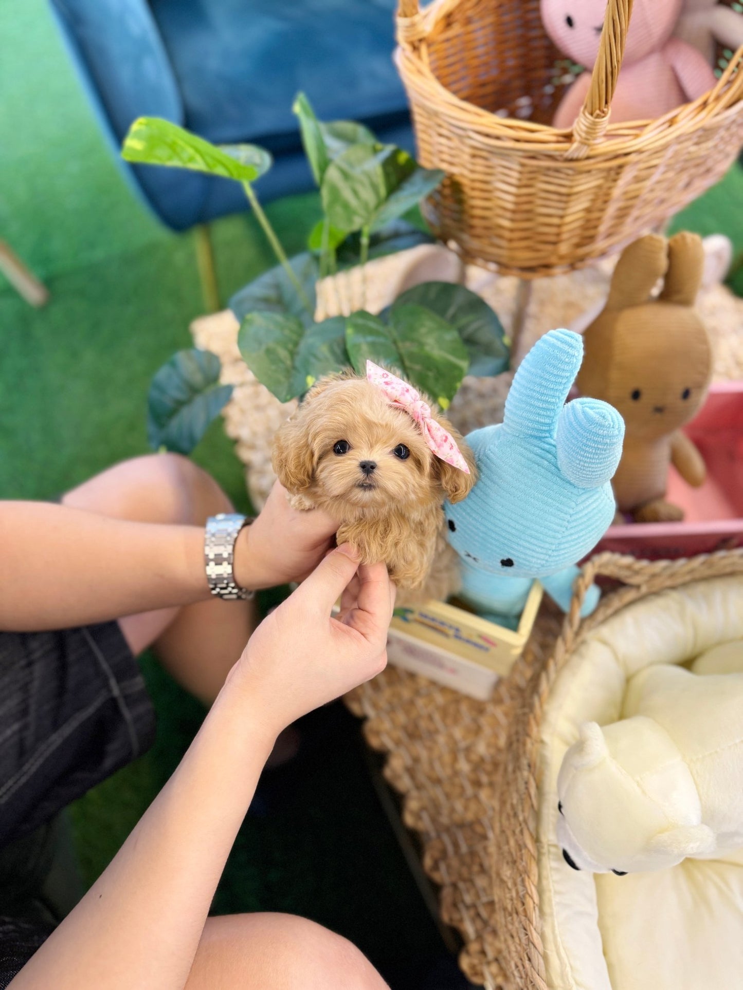 Maltipoo - Skye(Male) - Beautiful puppy teacup puppy with adorable features available for adoption from Velydog
