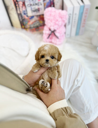 Maltipoo - Sona(Female) - Beautiful puppy teacup puppy with adorable features available for adoption from Velydog