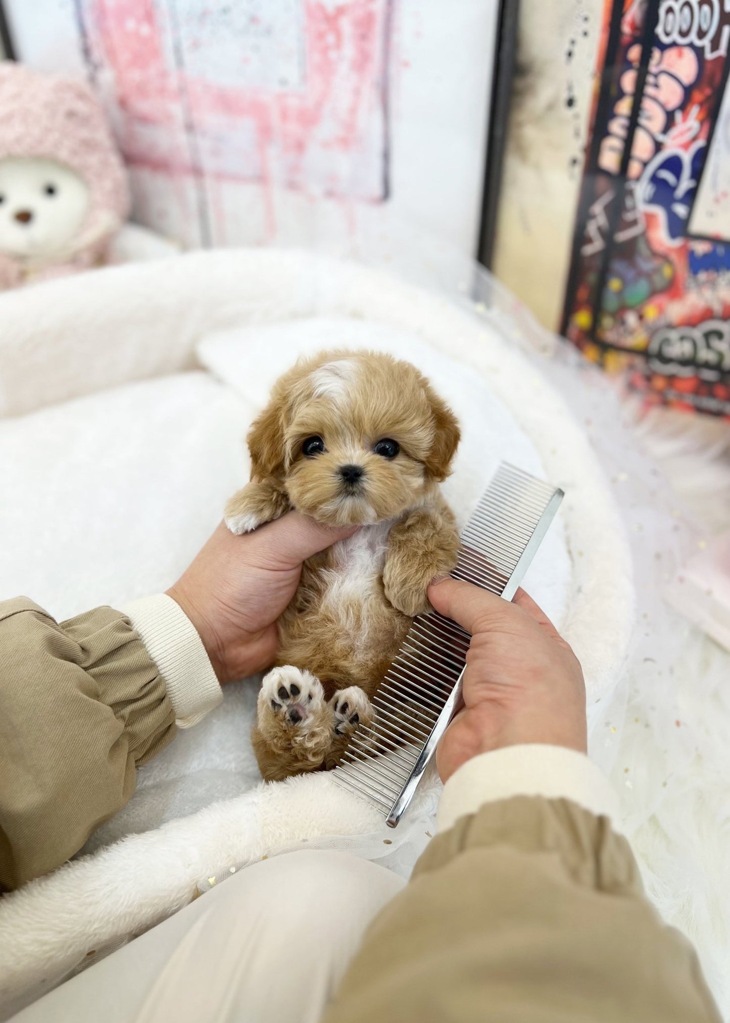 Maltipoo - Sona(Female) - Beautiful puppy teacup puppy with adorable features available for adoption from Velydog