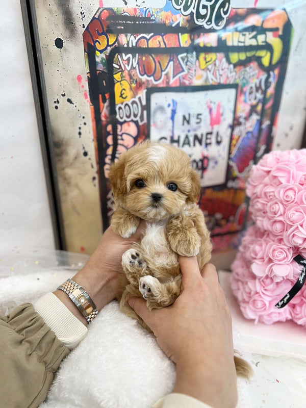 Maltipoo - Sona(Female) - Beautiful puppy teacup puppy with adorable features available for adoption from Velydog